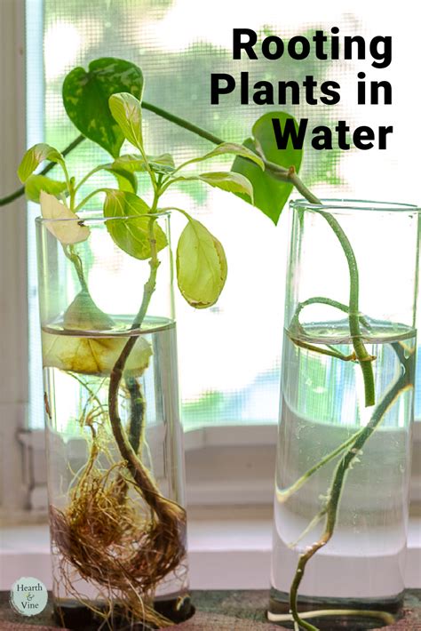 Rooting Vines In Water: A Comprehensive Guide