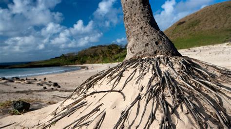 Roots Revealed: Understanding the Depth of Palm Tree Roots