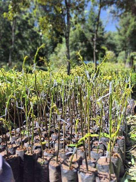 Rootstock Matters Most