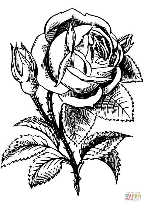 Rose Coloring Pages Free Printable
