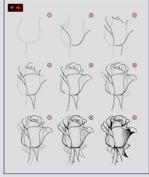 Rose Drawing Techniques