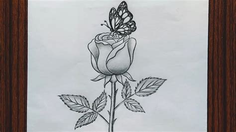 Rose Drawing With Butterfly Techniques