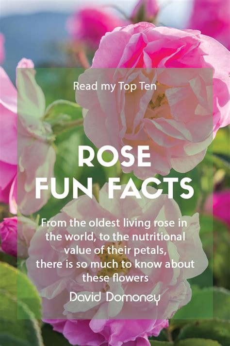 Rose Facts