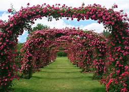 Rose Garden Taman Bunga