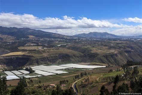Rose Plantation Ecuador