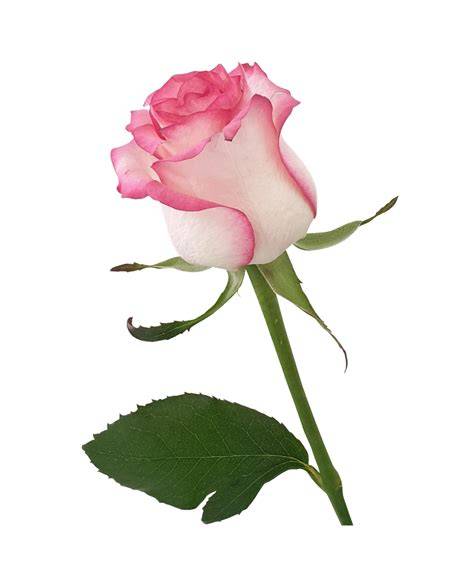 Discover the Beauty of Roses: Feel the Joy of Their Fragrance and Color
