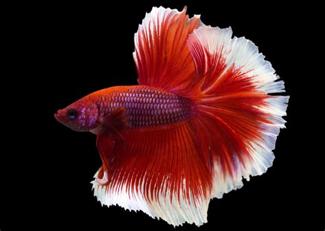 Rose Tail Betta
