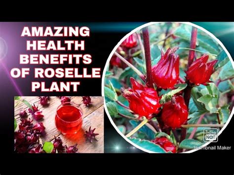 Rosella: Health Boost & Simple Processing Tips