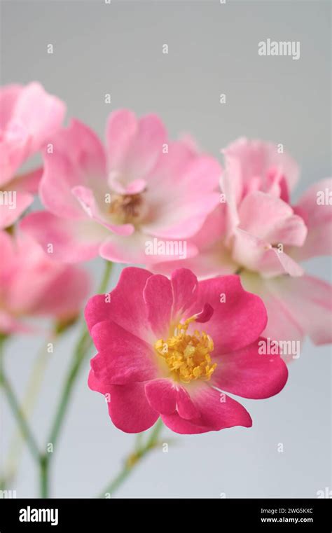 Roses: A Timeless Symbol