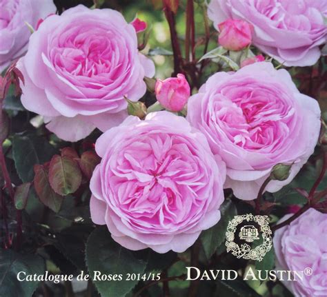 Roses David Austin Catalogue