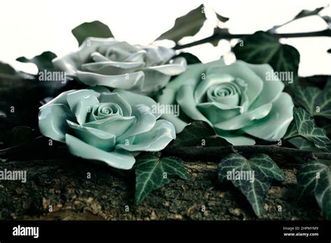 Roses The Everlasting Symbol
