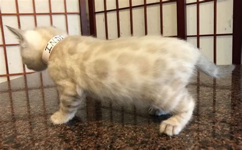 Rosette Pattern Tabby Cat