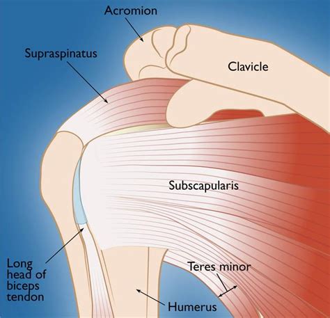 4 muscles & tendons of the rotator cuff PsoasRelease