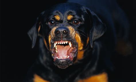 Angry rottweiler YouTube
