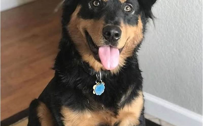 Rottweiler Border Collie Mix: A Complete Guide