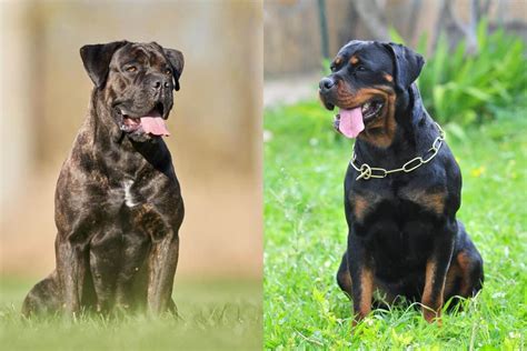 Rottweiler Cane Corso Mix Puppies: The Perfect Blend Of Two Amazing
Breeds