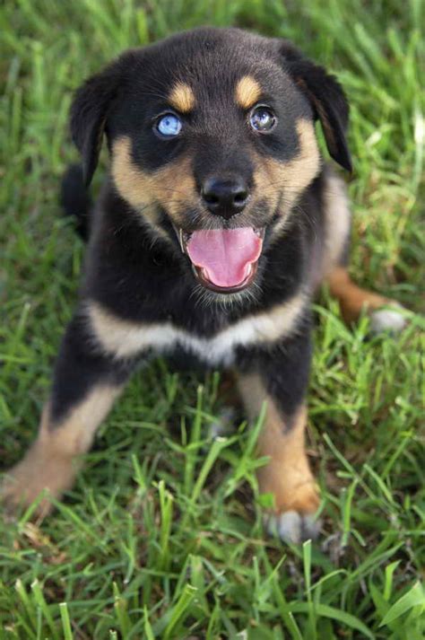 Rottweiler Husky Mix Puppies For Sale