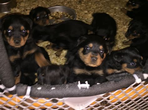 Rottweiler Puppies For Sale Indiana