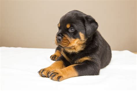 Quality Rottweiler Puppies Available Serious People Contact Dogs For
