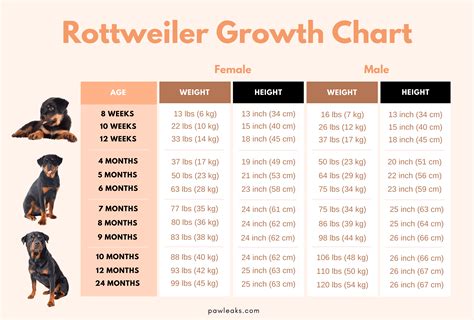 Rottweiler Puppies Growth Chart / Rottweiler Growth Chart When Are