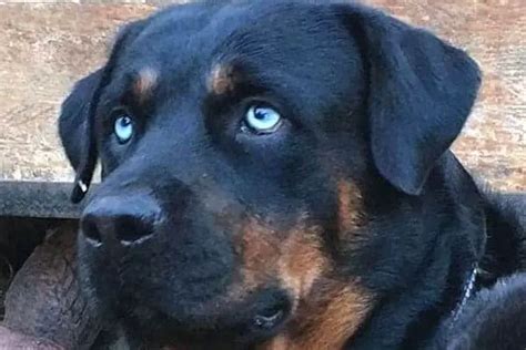 Blue Eyed Rottweiler Puppies For Sale PETSIDI