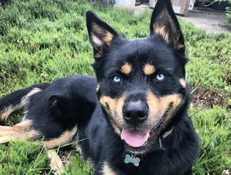 Rottweiler And Husky Mix: A Unique And Powerful Hybrid