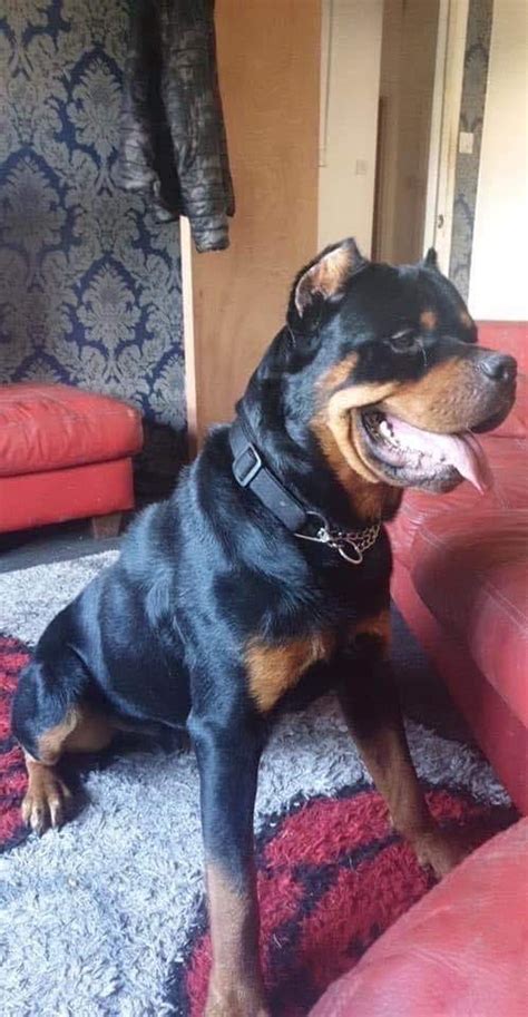 23+ Clipped Ear Rottweiler With Cropped Ears l2sanpiero