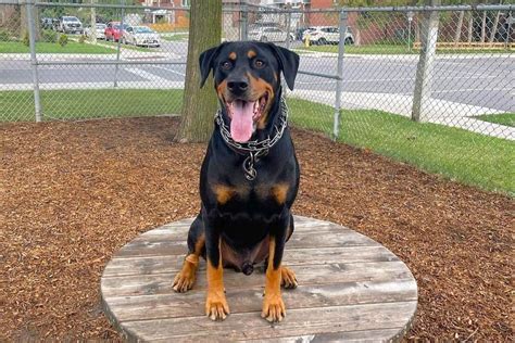 The Rottweiler Doberman Mix, Health, Breeders & Facts… Everything To