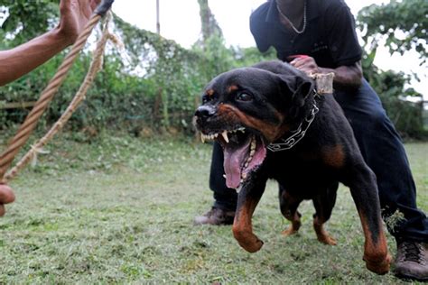 Rottweiler Dog Attacking People
