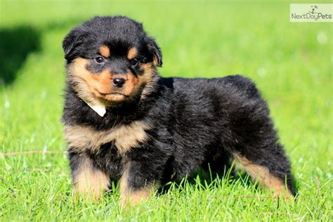 Pin by Eefje Eefje on ROTTIES!!!! Rottweiler, Puppies, Fluffy puppies