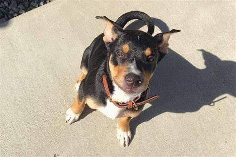 8 best Rottweiler/Pitbull Mix images on Pinterest Pit bull, Pit bulls