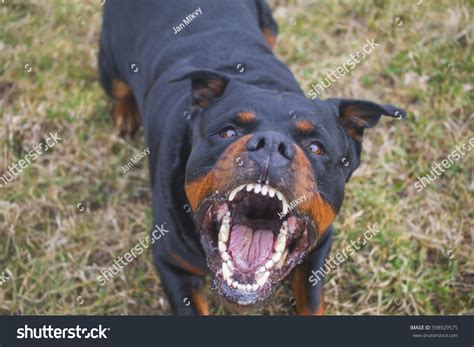 Top 5 Most Angry Dog Breeds Aggressive Dog Sign And Behavior Pet
