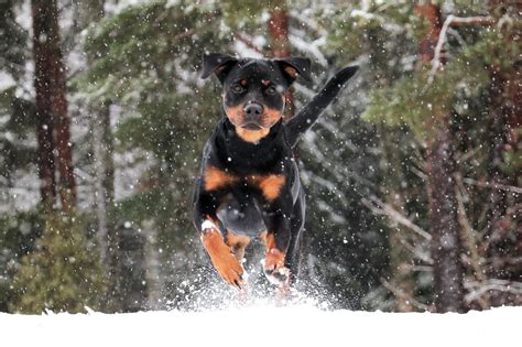 Rottweiler in the snow Rottweiler dog, Rottweiler, Funny animals