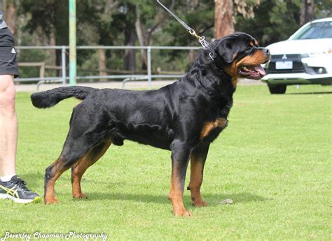 Rottweiler Kennels In Serbia: A Haven For Rottweiler Lovers