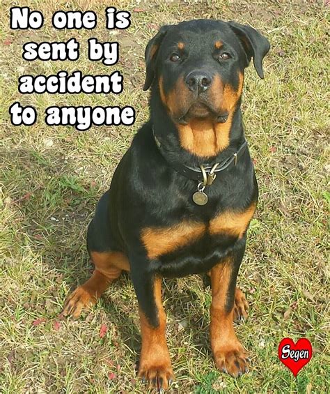 Rottweiler Memes Espanol: A Fun Way To Connect With Rottie Lovers