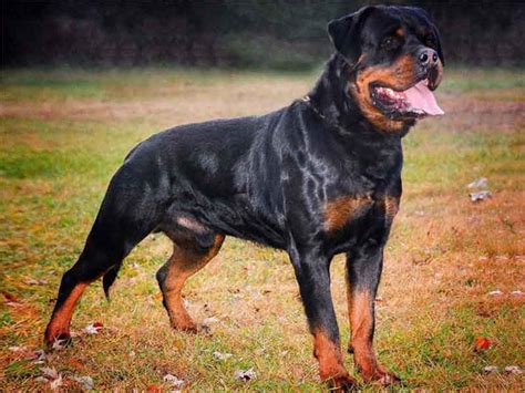 88+ Original Rottweiler Price In India l2sanpiero