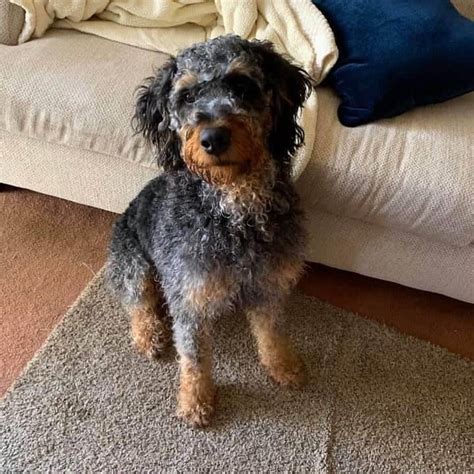 Rottweiler Poodle For Sale petswithlove.us