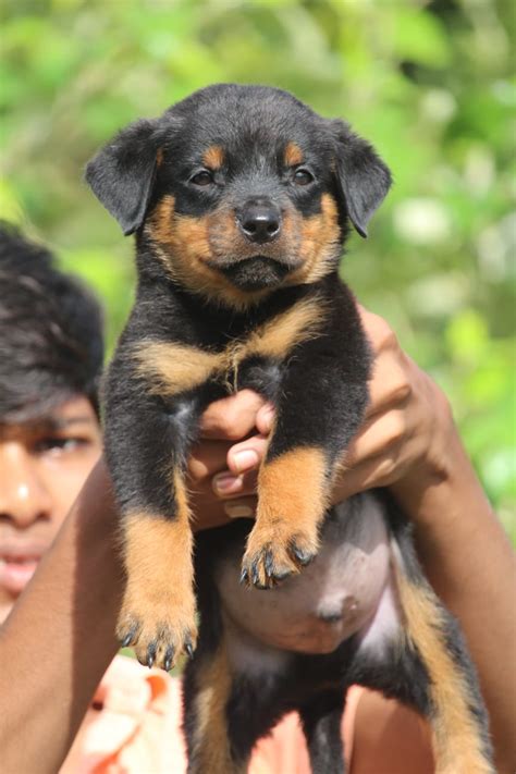 Rottweiler pups for sale Delhi Dogs for sale, puppies for sale