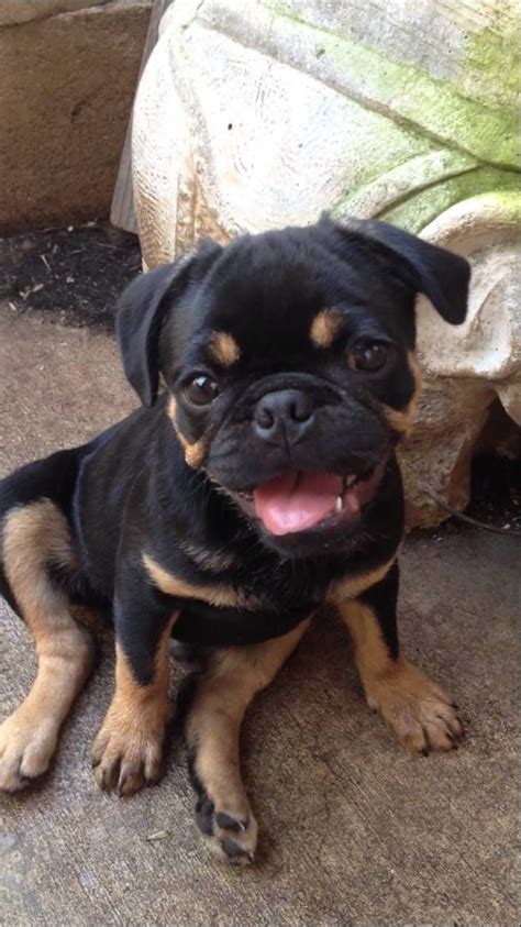 French Bulldog Rottweiler Mix Puppies For Sale Pets Lovers