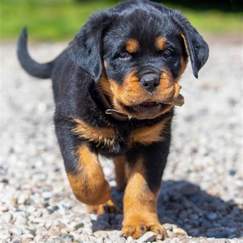 Caring for a Rottweiler Puppy 5 Helpful Tips MyStart