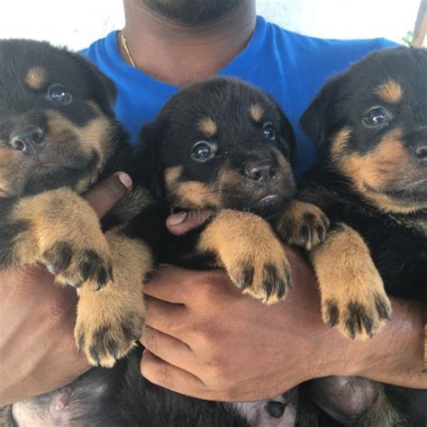 Rottweiler Puppies Price In Sri Lanka
