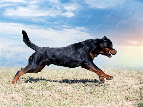 Rottweiler Running Photograph by Johan De Meester Fine Art America