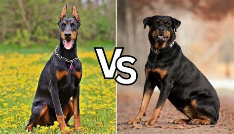 DOBERMAN vs ROTTWEILER! What's The Best Family Guard Dog? YouTube