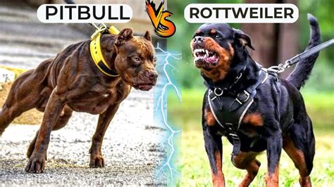 Pitbull vs Rottweiler Play Fight YouTube