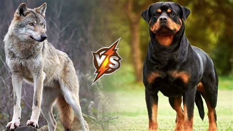 The Ultimate Rottweiler Vs Wolf Comparison! Pawfect Pawprint