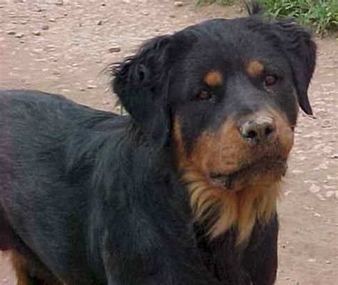Rottweiler White Hair Under Tail: What You Need To Know In 2023