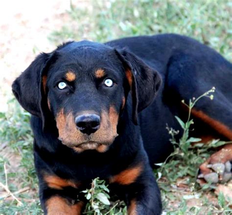 Rottweiler With Blue Eyes For Sale: What You Need To Know