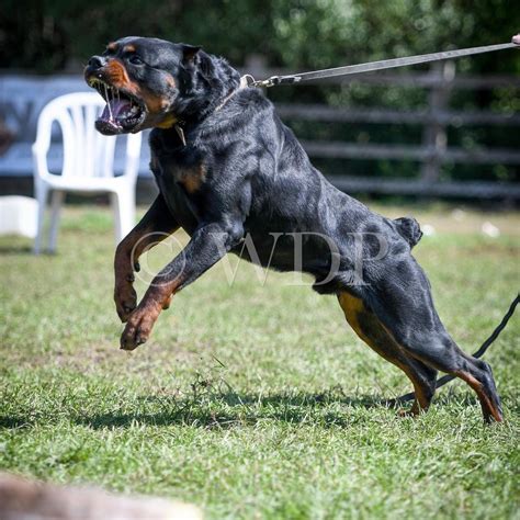 23+ Clipped Ear Rottweiler With Cropped Ears l2sanpiero