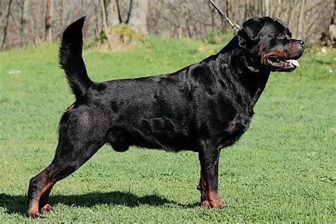 Rottweiler Tail Docking Everything You Need to Know + FAQ