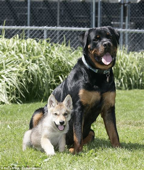 Barking but true The touching bond between a Rottweiler and a wolf cub